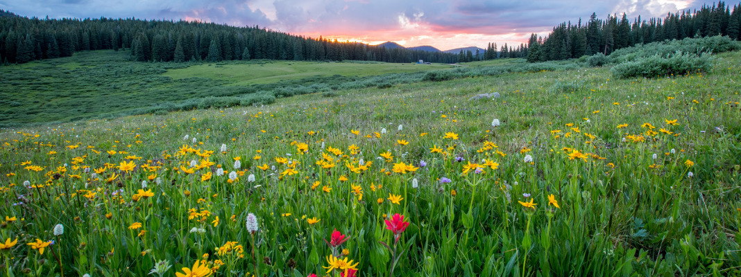 Flower meadow banner