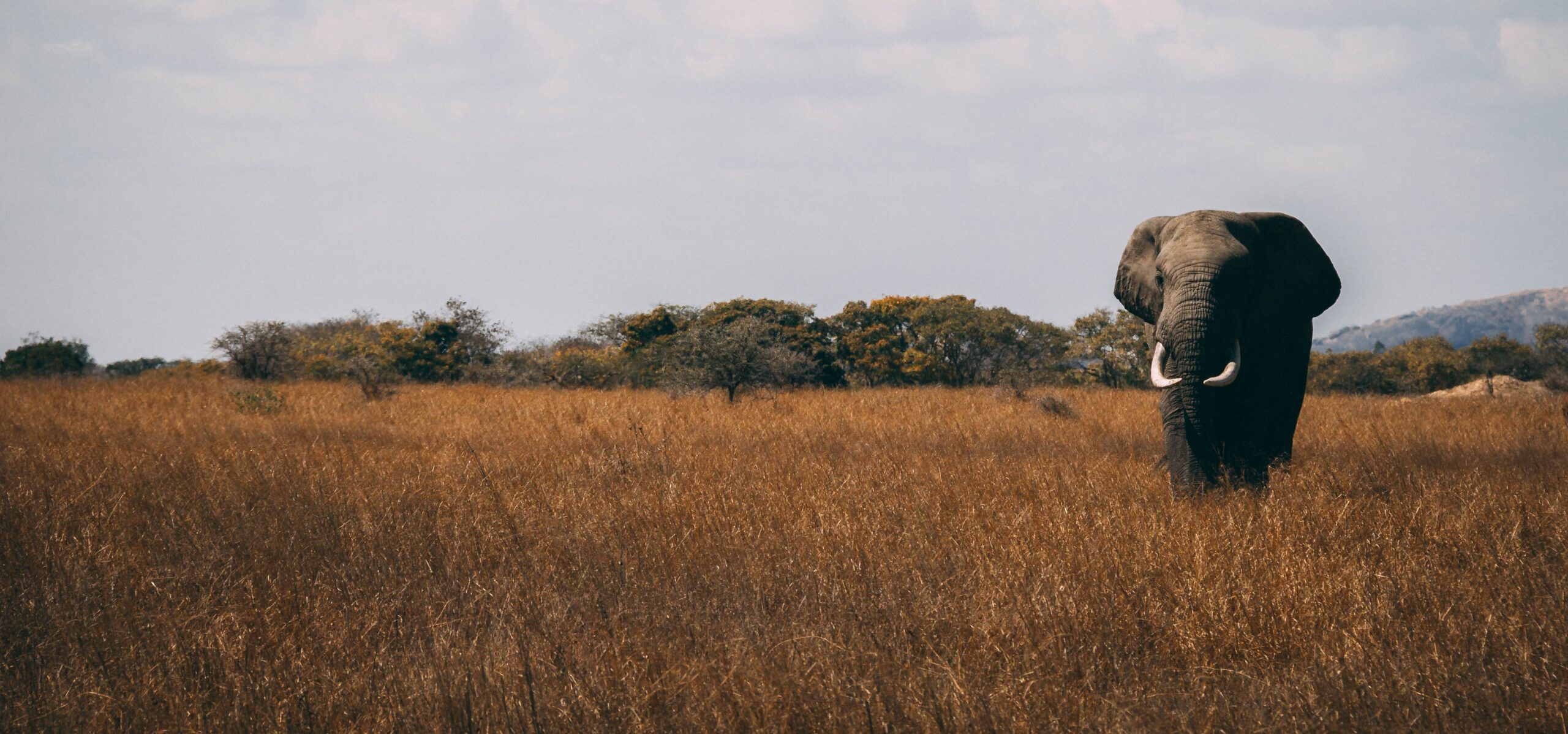 African Elephant banner