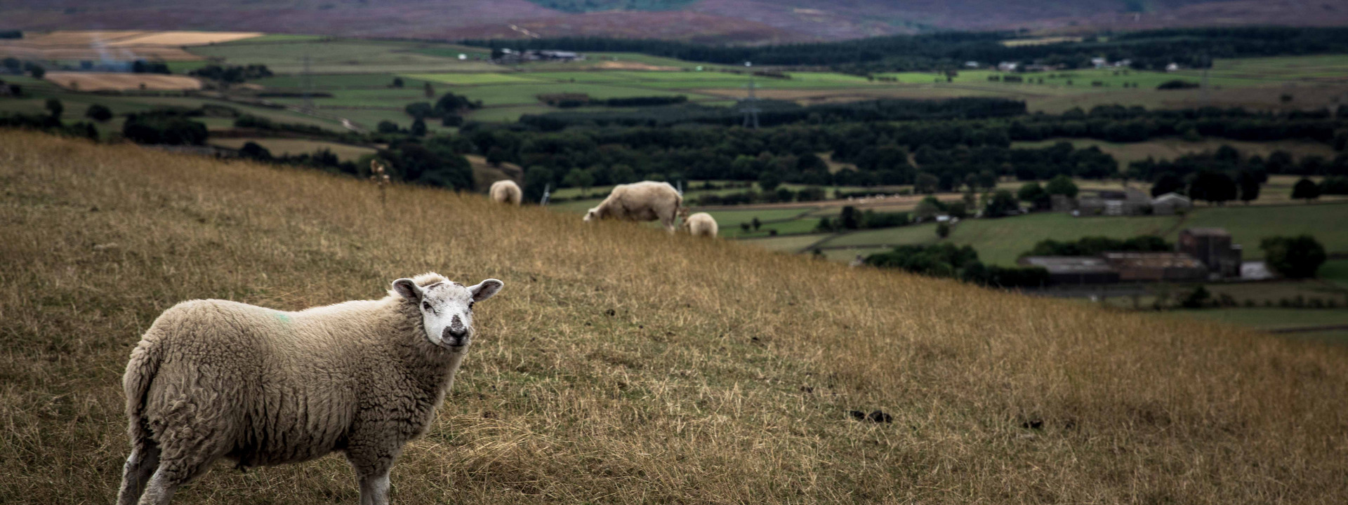 Sheep banner